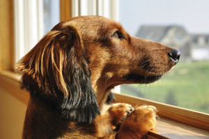 Long Haired Miniature Dachshund Looking out a Window