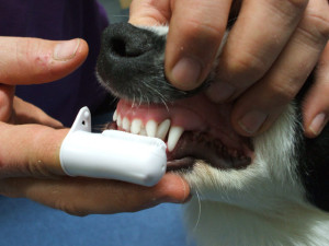 saúde oral animal