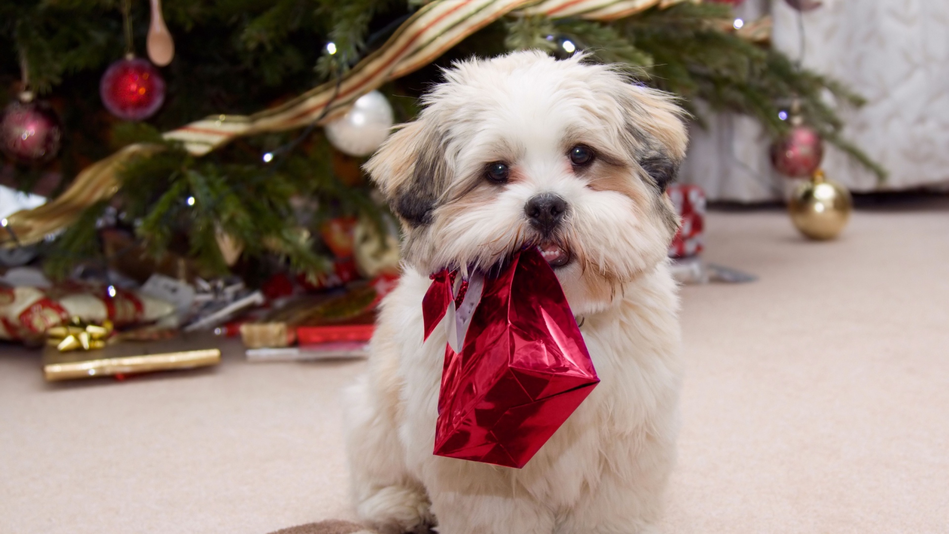 9 Conselhos úteis para que o seu cão tenha um Feliz Natal | Clínica  Veterinária São João - Consultas, exames, vacinas e tratamentos para  animais de estimação (cães, gatos e outros animais domésticos)